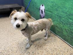 Shelter Stray Male Dog last seen Near BLOCK W 49 PL, 3599 NW 79th Ave, Doral, FL 33122, USA