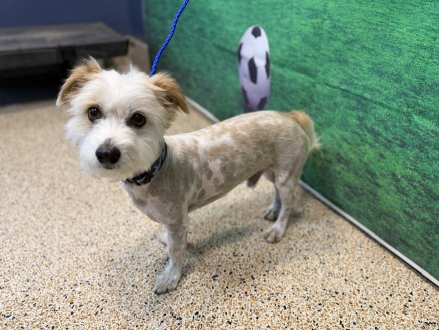 Shelter Stray Male Dog last seen Near BLOCK W 49 PL, 3599 NW 79th Ave, Doral, FL 33122, USA
