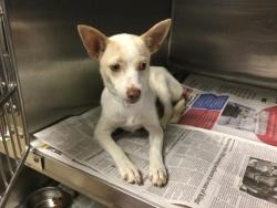 Shelter Stray Female Dog last seen Near BLOCK MONTGOMERY ST, RIVERSIDE, CA, 6851 Van Buren Boulevard, Jurupa Valley, CA 92509, USA