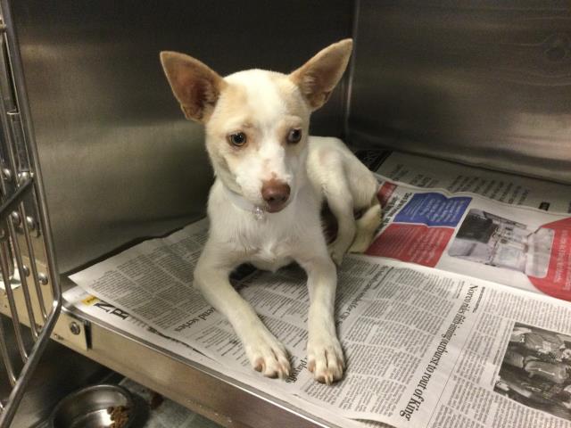 Shelter Stray Female Dog last seen Near BLOCK MONTGOMERY ST, RIVERSIDE, CA, 6851 Van Buren Boulevard, Jurupa Valley, CA 92509, USA