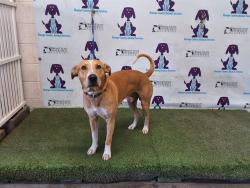 Shelter Stray Male Dog last seen , 2769 Conroy Rd, Orlando, FL 32839, USA