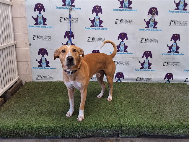 Shelter Stray Male Dog last seen , 2769 Conroy Rd, Orlando, FL 32839, USA