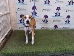 Shelter Stray Male Dog last seen , 2769 Conroy Rd, Orlando, FL 32839, USA