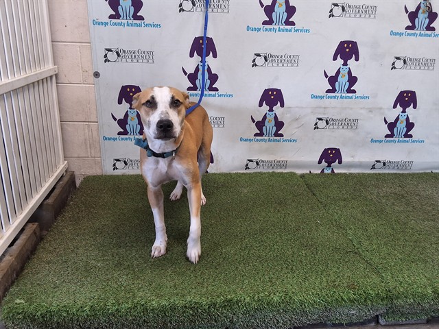 Shelter Stray Male Dog last seen , 2769 Conroy Rd, Orlando, FL 32839, USA