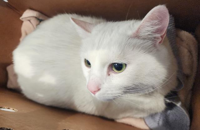 Shelter Stray Male Cat last seen , 2080 S Quebec St, Denver, CO 80231, USA