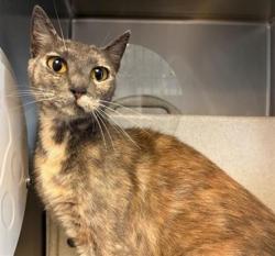 Shelter Stray Female Cat last seen , 600 Aviation Dr, Camarillo, CA 93010, USA