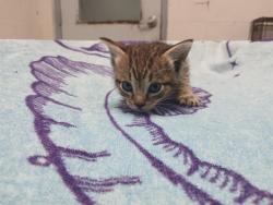 Shelter Stray Male Cat last seen Near BLOCK FREEDOM ST, HOLLYWOOD, FL 33024, 2400 SW 42nd St, Fort Lauderdale, FL 33312, USA