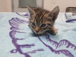 Shelter Stray Male Cat last seen Near BLOCK FREEDOM ST, HOLLYWOOD, FL 33024, 2400 SW 42nd St, Fort Lauderdale, FL 33312, USA
