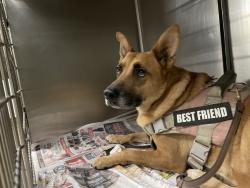 Shelter Stray Female Dog last seen , 14409 Vanowen St, Van Nuys, CA 91405, USA