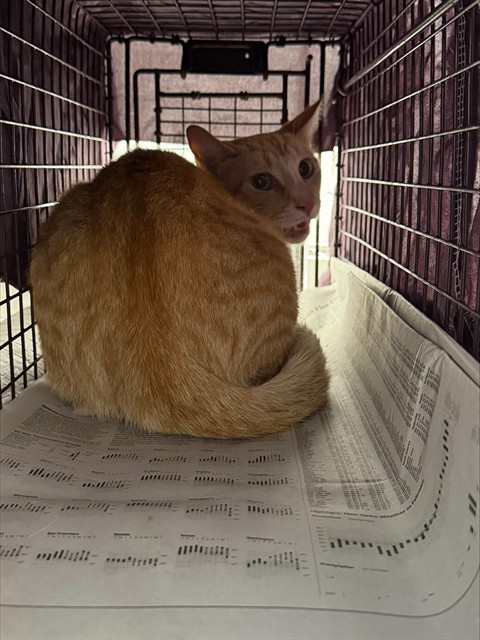 Shelter Stray Unknown Cat last seen Near BLOCK SW 44 AV, FORT LAUDERDALE FL 33317, 2400 SW 42nd St, Fort Lauderdale, FL 33312, USA