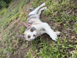 Lost Female Cat last seen 13th street and highland, Phoenix, AZ 85014