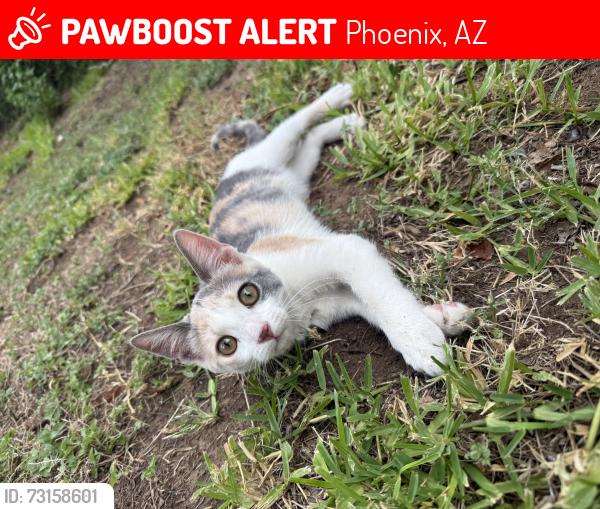 Lost Female Cat last seen 13th street and highland, Phoenix, AZ 85014