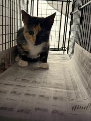 Shelter Stray Unknown Cat last seen Near BLOCK SW 44 AV, FORT LAUDERDALE FL 33317, 2400 SW 42nd St, Fort Lauderdale, FL 33312, USA