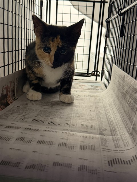 Shelter Stray Unknown Cat last seen Near BLOCK SW 44 AV, FORT LAUDERDALE FL 33317, 2400 SW 42nd St, Fort Lauderdale, FL 33312, USA