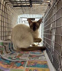Shelter Stray Unknown Cat last seen Near BLOCK SW 14 CT, FORT LAUDERDALE FL 33315, 2400 SW 42nd St, Fort Lauderdale, FL 33312, USA