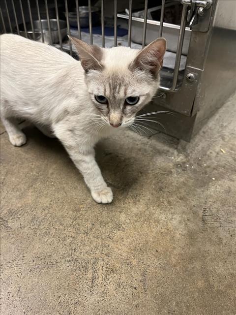 Shelter Stray Female Cat last seen , 14409 Vanowen St, Van Nuys, CA 91405, USA