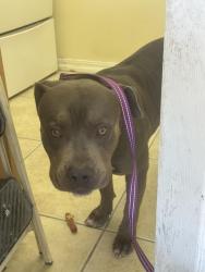 Found/Stray Male Dog last seen Buena vista & campus park, Bakersfield, CA 93311