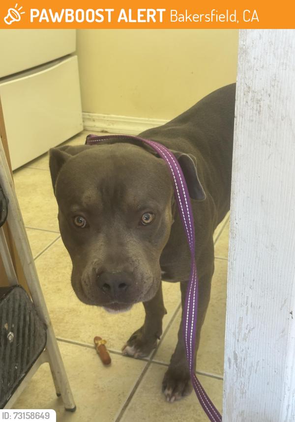 Found/Stray Male Dog last seen Buena vista & campus park, Bakersfield, CA 93311