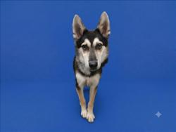 Shelter Stray Male Dog last seen , 1850 W 60th St, Los Angeles, CA 90047, USA