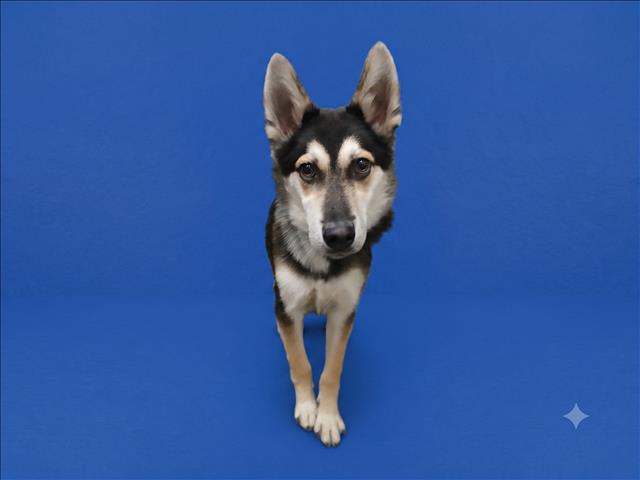Shelter Stray Male Dog last seen , 1850 W 60th St, Los Angeles, CA 90047, USA