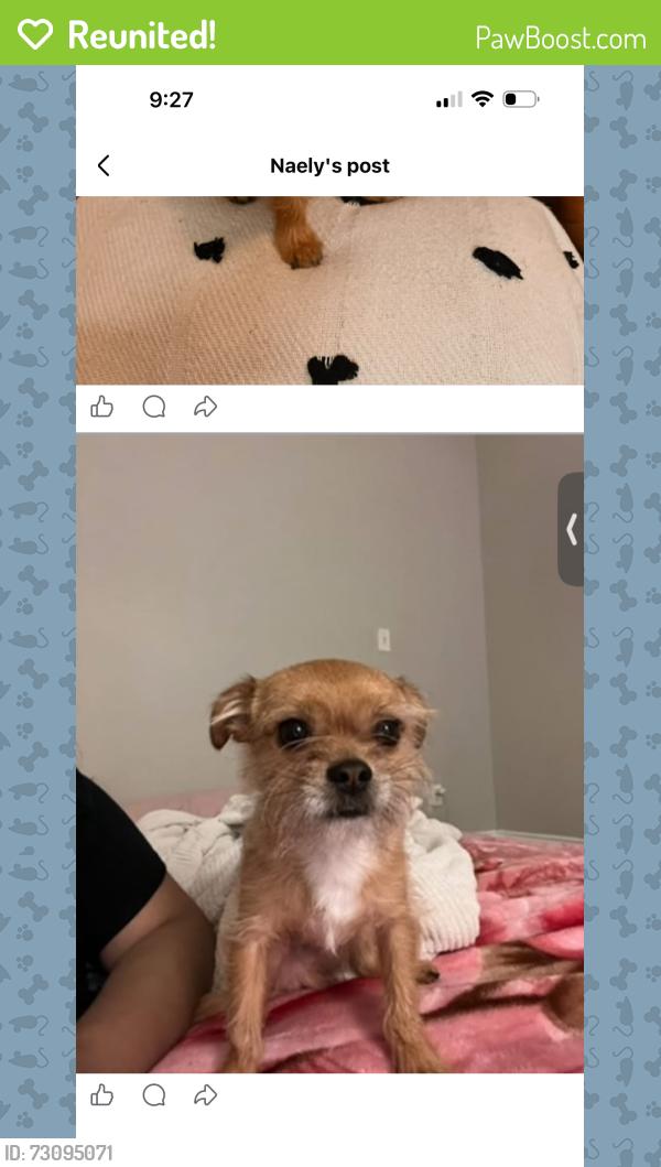 Reunited Male Dog last seen Lake mead and sloan, Sunrise Manor, NV 89156