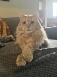 Reunited Male Cat last seen Thompson Rd and Gladstone Ave, London, ON 