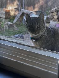 Lost Female Cat last seen Cochise Way, San Diego, CA 92117