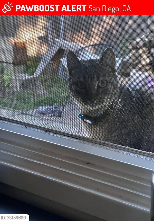 Lost Female Cat last seen Cochise Way, San Diego, CA 92117
