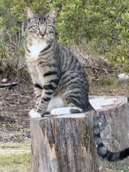 Lost Male Cat last seen Minorca Becasse, Punta Gorda, FL 33955