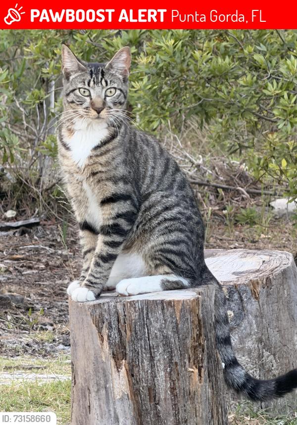 Lost Male Cat last seen Minorca Becasse, Punta Gorda, FL 33955