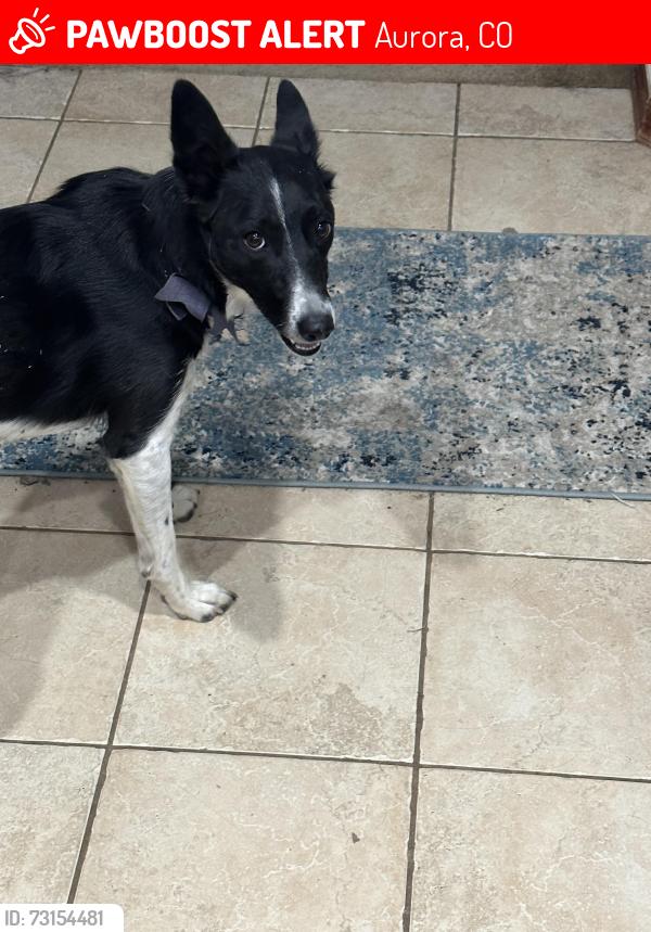 Lost Female Dog last seen Mississippi & Chambers, Aurora, CO 80012