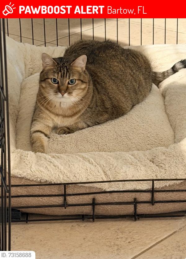 Lost Female Cat last seen Laurel Meadows Subdivision, Bartow, FL 33830