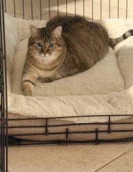 Lost Female Cat last seen Laurel Meadows Subdivision, Bartow, FL 33830