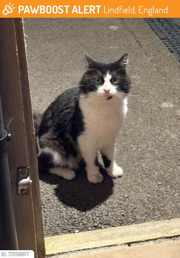 Found/Stray Male Cat last seen Blackberry Drive & Gravelye Lane Lindfield, Lindfield, England 