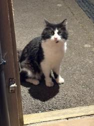 Found/Stray Male Cat last seen Blackberry Drive & Gravelye Lane Lindfield, Lindfield, England 