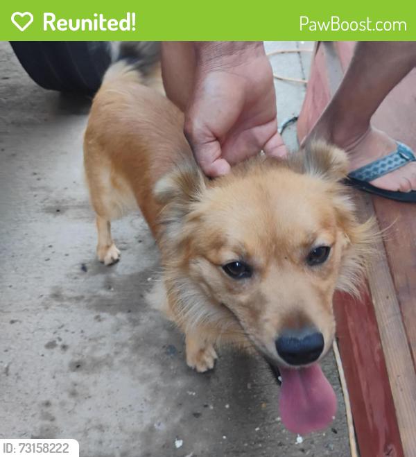 Reunited Male Dog last seen Westwood, San Diego, CA 92139