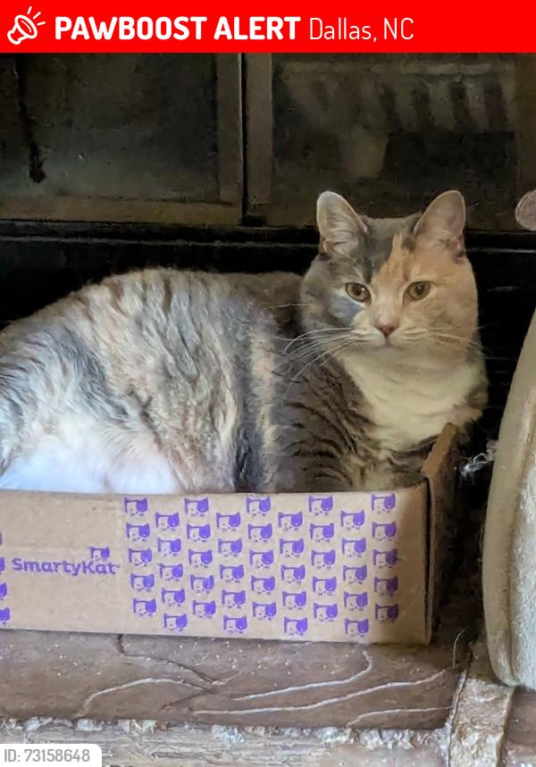 Lost Female Cat last seen Near Hillcrest Road Dallas NC, Dallas, NC 28034