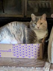 Lost Female Cat last seen Near Hillcrest Road Dallas NC, Dallas, NC 28034