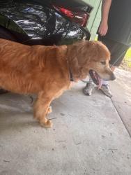 Reunited Male Dog last seen Pershing & Ferncreek, Orlando, FL 32806