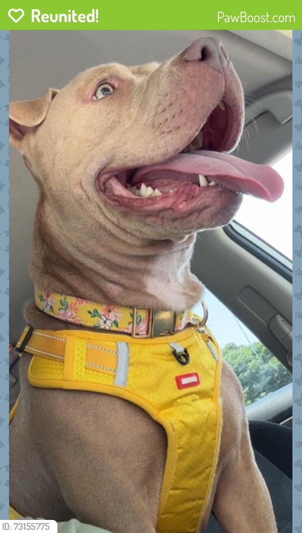 Reunited Female Dog last seen Near Bessemer City Rd, Gastonia, NC 28052, USA, Gastonia, NC 28052