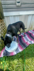 Reunited Male Dog last seen Oakwood village trailer park off wood road., Dayton, OH 45402