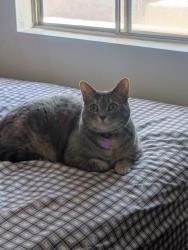 Reunited Female Cat last seen 69th drive and Sierra Vista, Glendale, AZ 85303