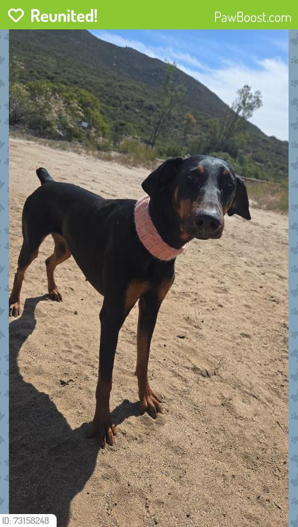 Reunited Female Dog last seen OTTO AVE, Alpine, CA 91901