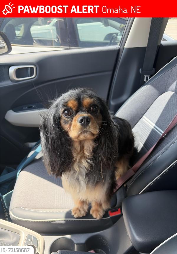 Lost Female Dog last seen Morningside and Boyd, Omaha, NE 68134