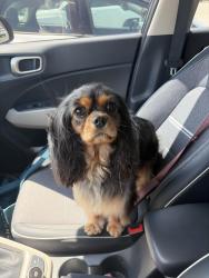 Lost Female Dog last seen Morningside and Boyd, Omaha, NE 68134