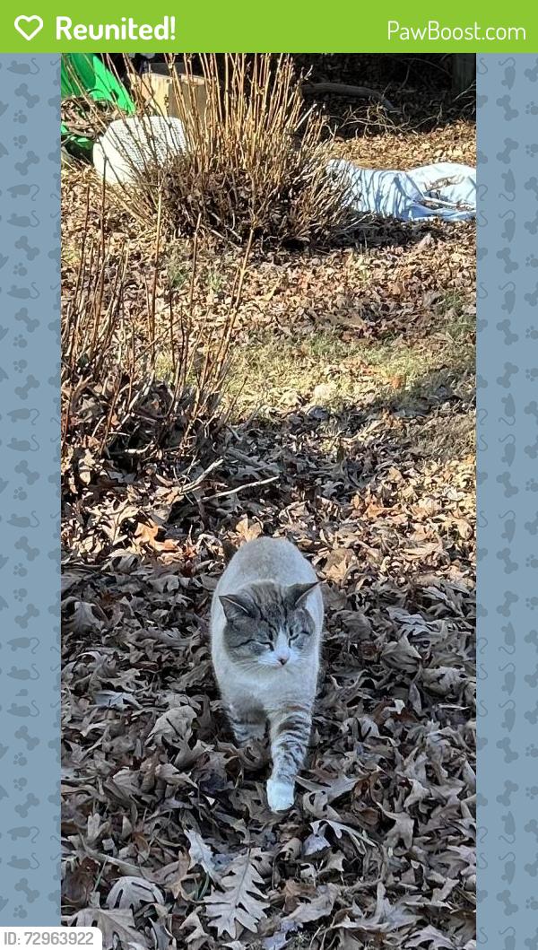 Reunited Male Cat last seen Red Mountain state barn, Rougemont, NC 27572