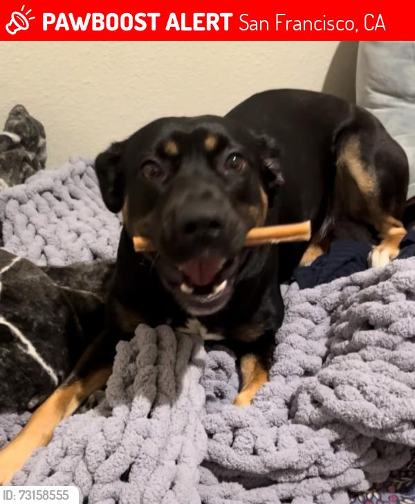 Lost Female Dog last seen 6th & Mission, San Francisco, CA 94103