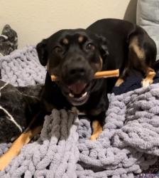 Lost Female Dog last seen 6th & Mission, San Francisco, CA 94103