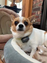 Reunited Male Dog last seen Currituck by the sound, Currituck, NC 27929