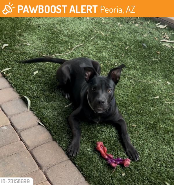 Found/Stray Male Dog last seen 69th Ave and Banff in Peoria, AZ 85381, Peoria, AZ 85381